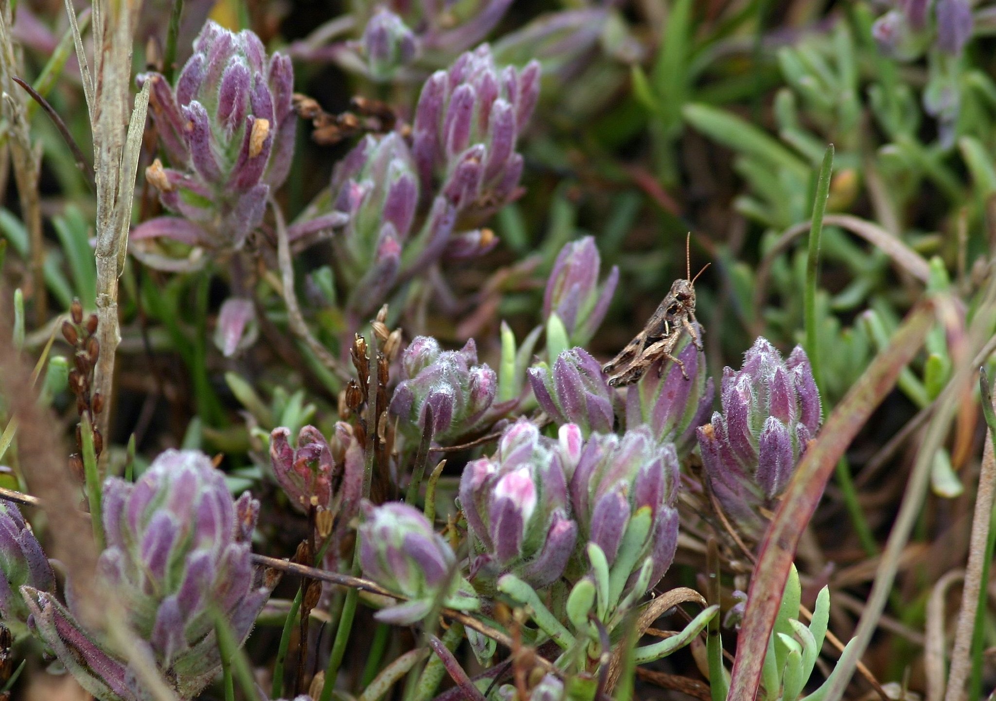 Chloropyron maritimum ssp. palustre