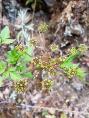 Arracacia aegopodioides