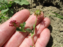 Trifolium gracilentum
