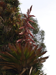 Tillandsia fendleri