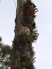 Epidendrum cylindrostachys