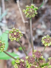 Arracacia aegopodioides