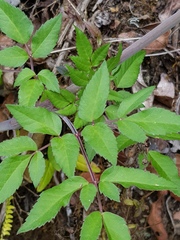 Arracacia aegopodioides