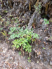 Arracacia aegopodioides