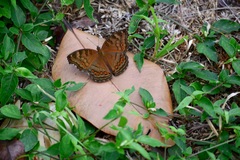 Junonia hedonia