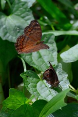 Junonia hedonia
