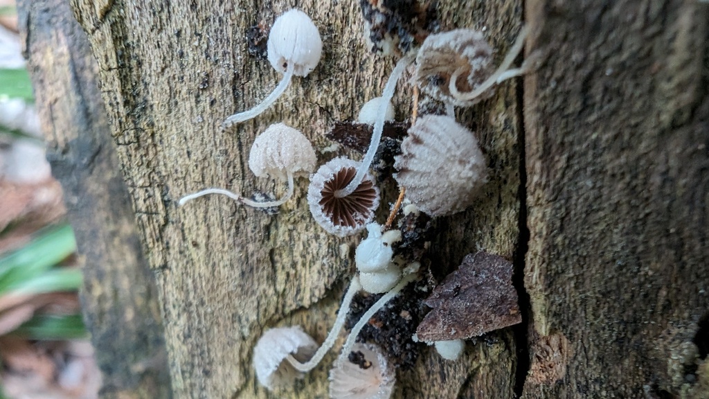 Coprinellus disseminatus · April 2024 · photo: © atsushi_nakajima_cirque (iNaturalist, cc-by)