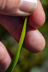 Bobartia gladiata
