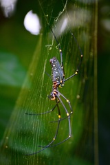 Nephila pilipes