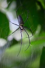 Nephila