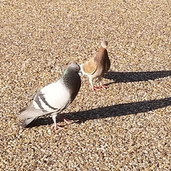 Columba livia