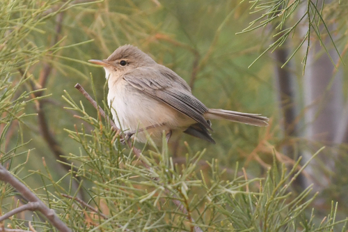 Zarcero pálido (Iduna pallida)