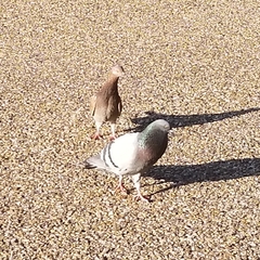 Columba livia