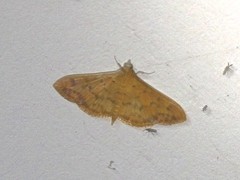 Patania balteata
