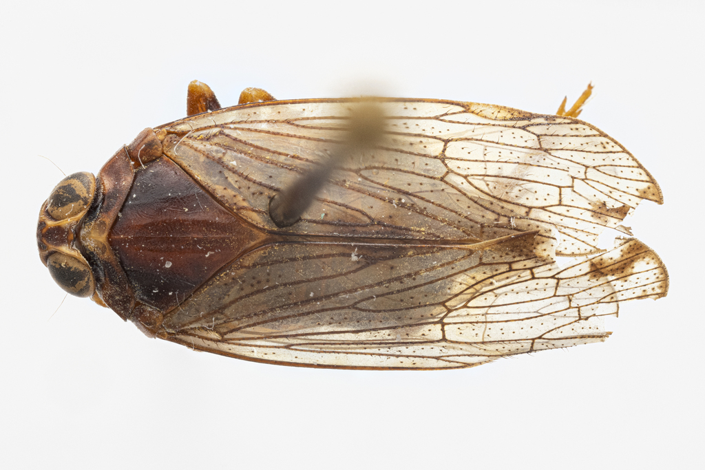 Mnemosyne consoleae