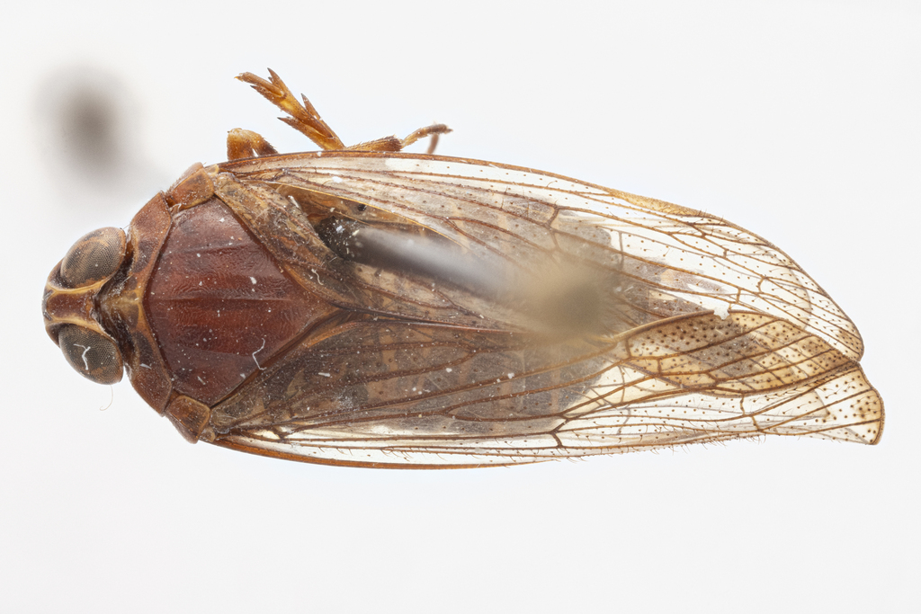 Mnemosyne dominicensis
