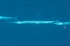 Platybelone argalus