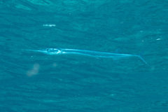 Platybelone argalus