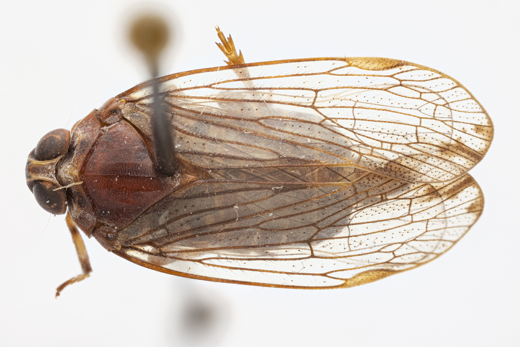 Mnemosyne oblongostriata