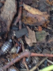 Euborellia annulipes
