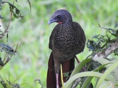 Colombian Chachalaca photo 4