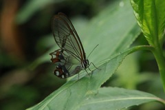 Pseudohaetera hypaesia