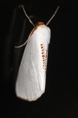 Thalaina selenaea