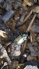 Megadromus antarcticus