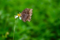 Junonia hedonia