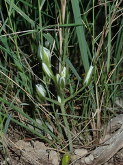 Ornithogalum orthophyllum