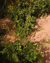 Raphanus raphanistrum landra