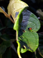 Attelabinae