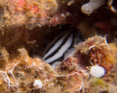 Phyllidiopsis sphingis