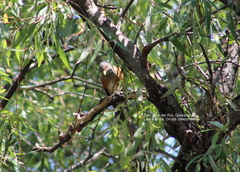 Turdus rufopalliatus