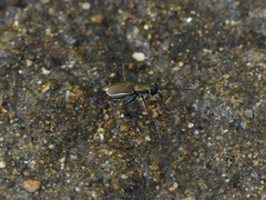 Callytron nivicinctum