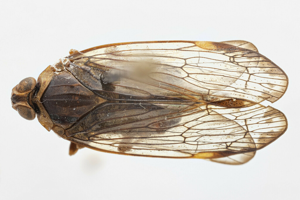 Mnemosyne tenensis