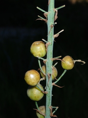 Asphodelus cerasiferus