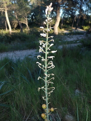 Asphodelus cerasiferus