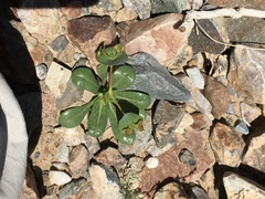 Oxytheca perfoliata