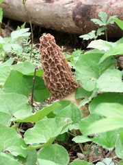 Morchellaceae