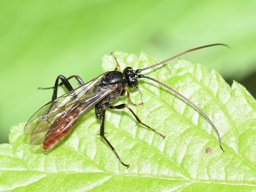 Rynchobanchus bicolor