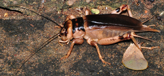 Brachytrupes grandidieri