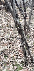 Angiospermae