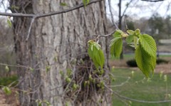 Ulmus
