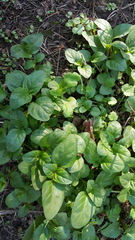 Prunella vulgaris vulgaris