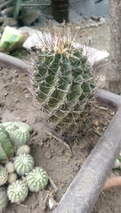 Cactaceae