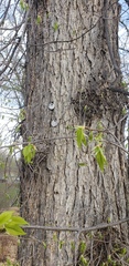 Ulmus