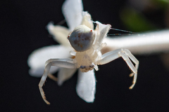 Thomisus daradioides