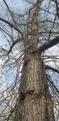 Ulmus