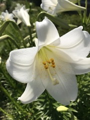 Lilium formosanum